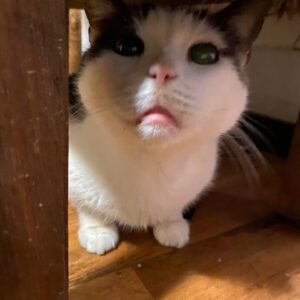 kocourek Láďa k virtuální adopci