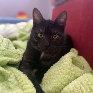 Baghíra – 25.4.2026